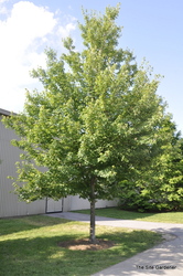 Acer rubrum 'October Glory' — photo 1